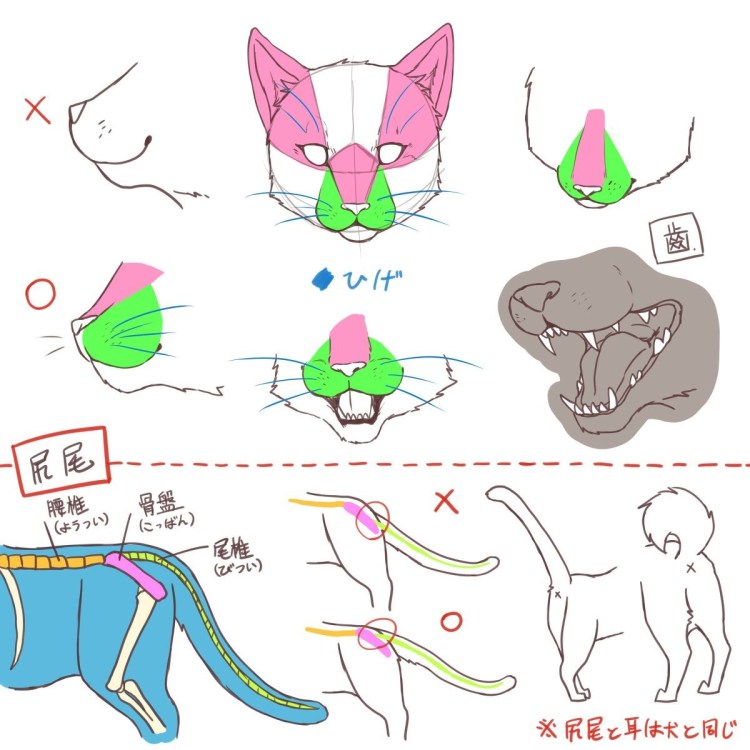 Лицевой и мозговой отделы черепа животного