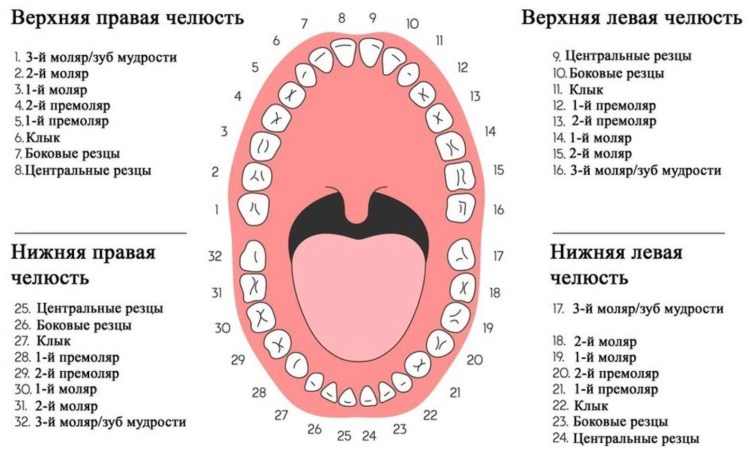 Строение скелета котенка