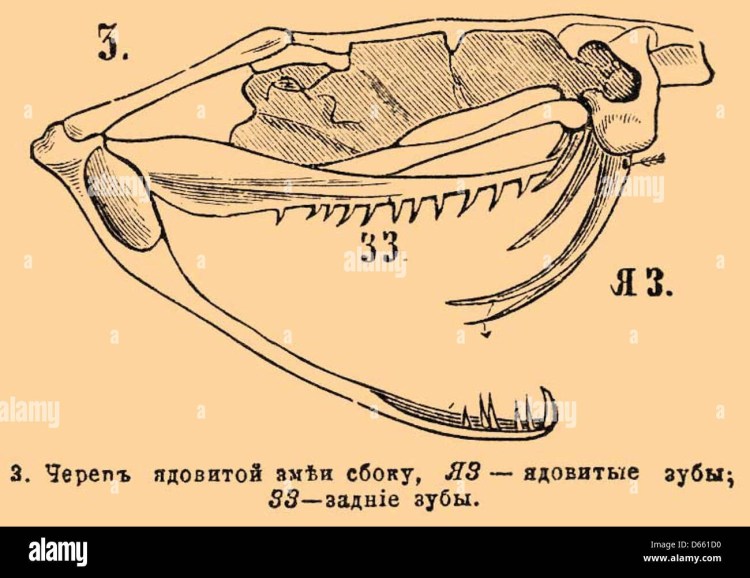 Строение зубов у жвачных