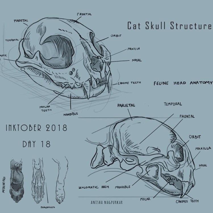 Зубная формула собаки