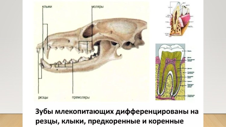 Молочные зубы у котов схема