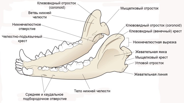 Зубная система собаки схема