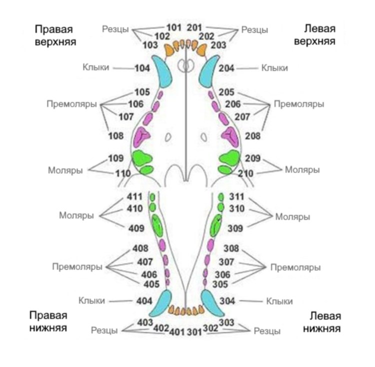 Зубная формула собаки