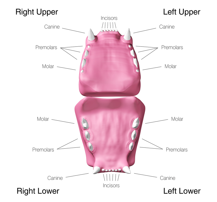 Карта зубов кошки