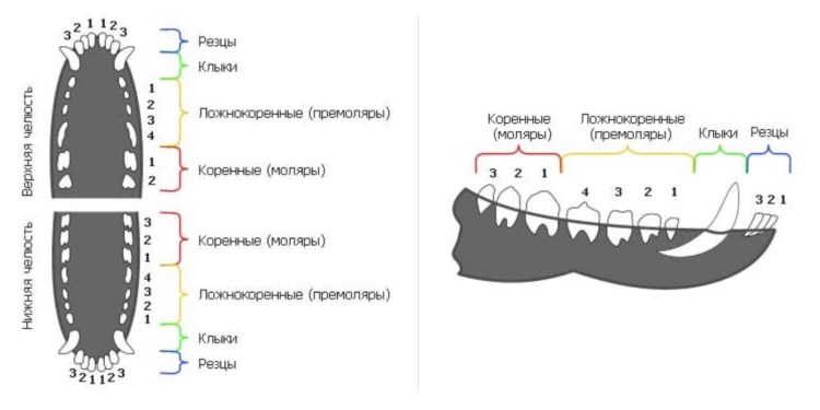 Пресмыкающиеся зубная система