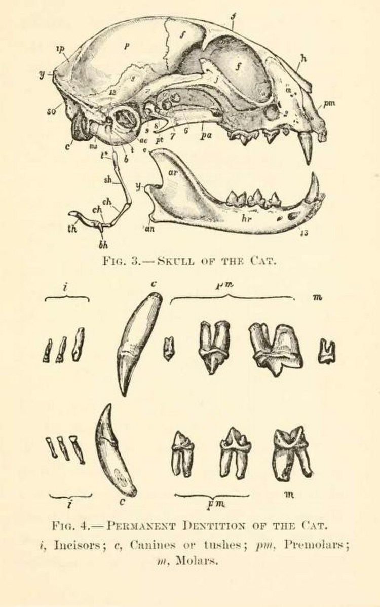 Строение зуба человека