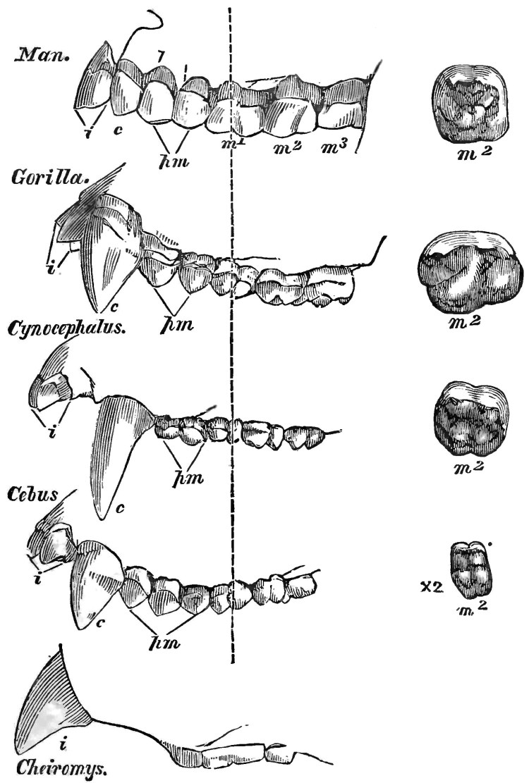 Челюсть собаки макет