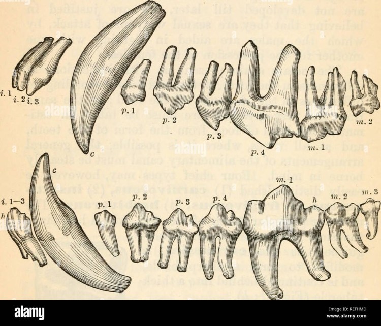 Скелет кошки анатомия