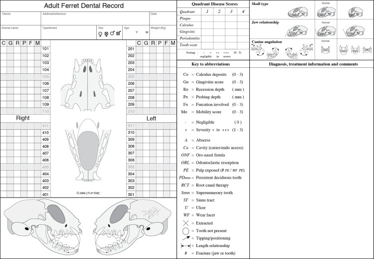 Зубная формула молочных зубов у собак