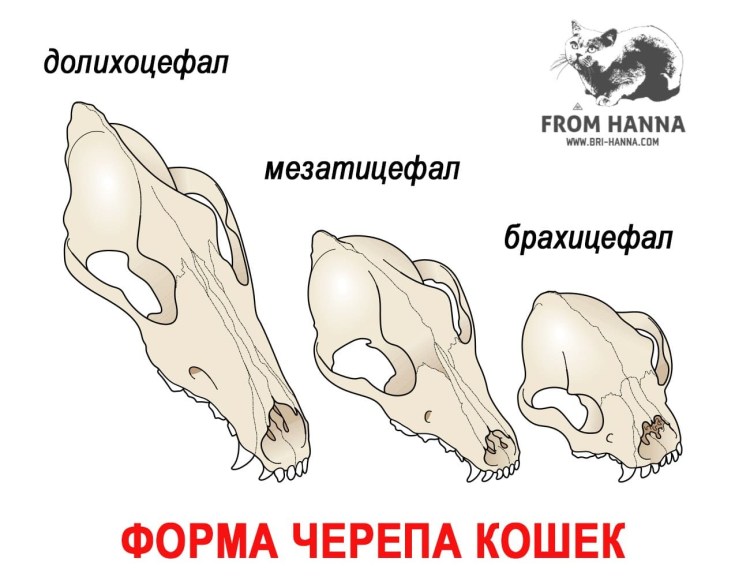 Строение челюсти кошки с зубами