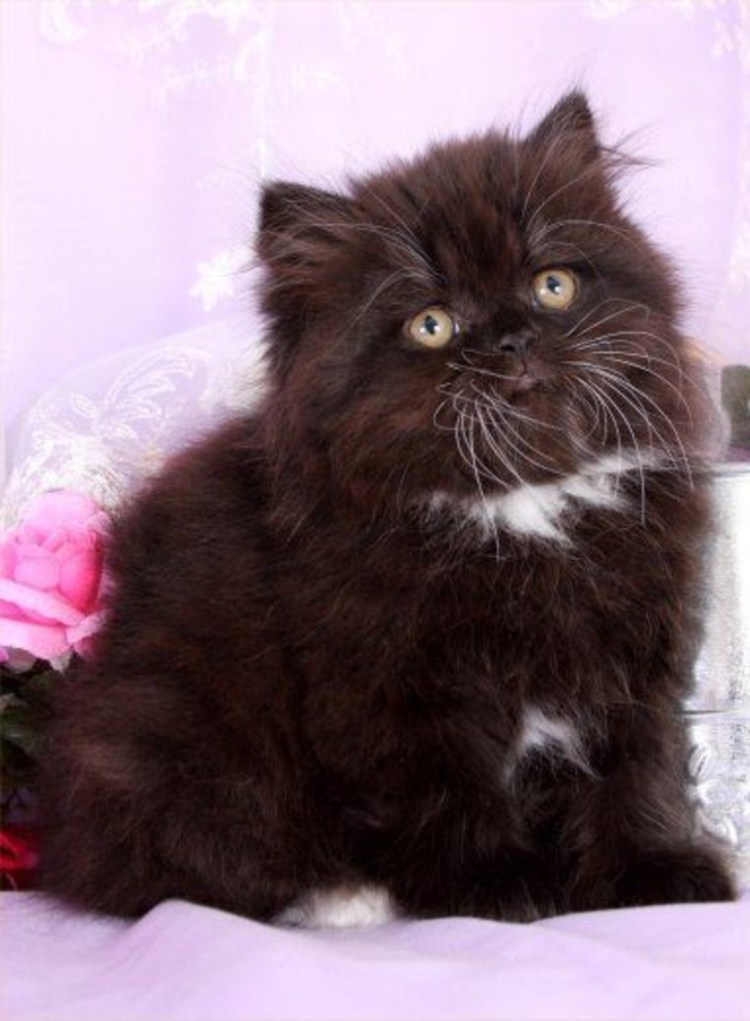 Экзот черный длинношерстный