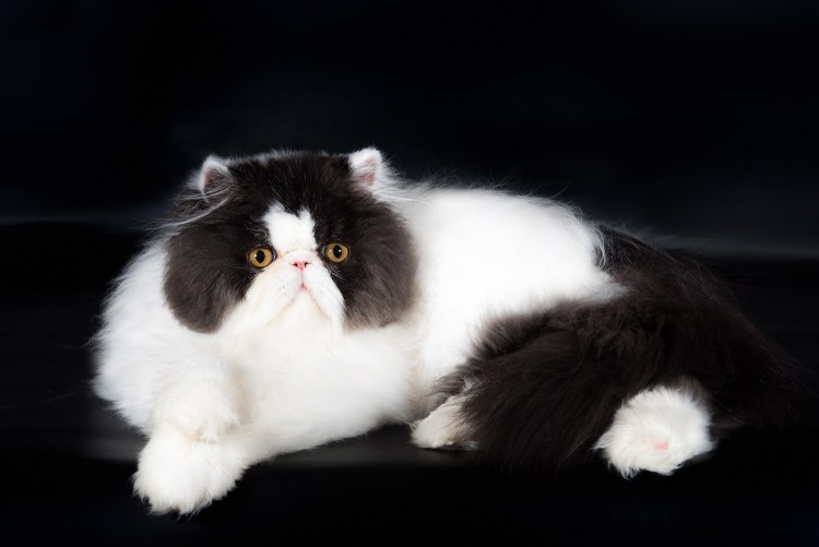 Перс Калико