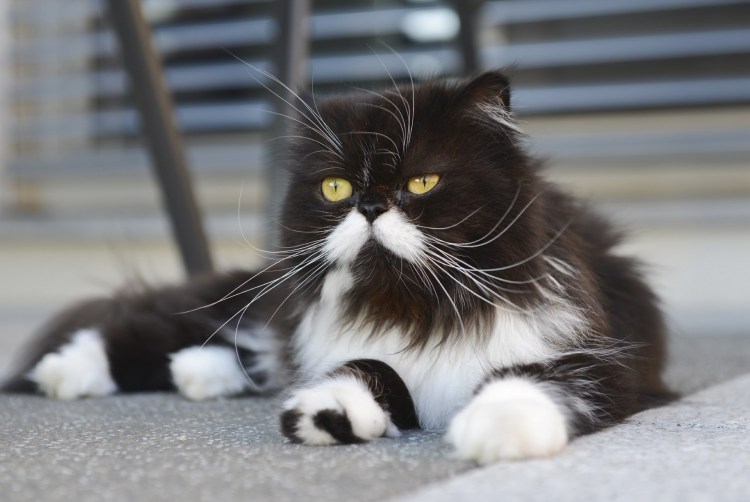 Персидская кошка черно белая