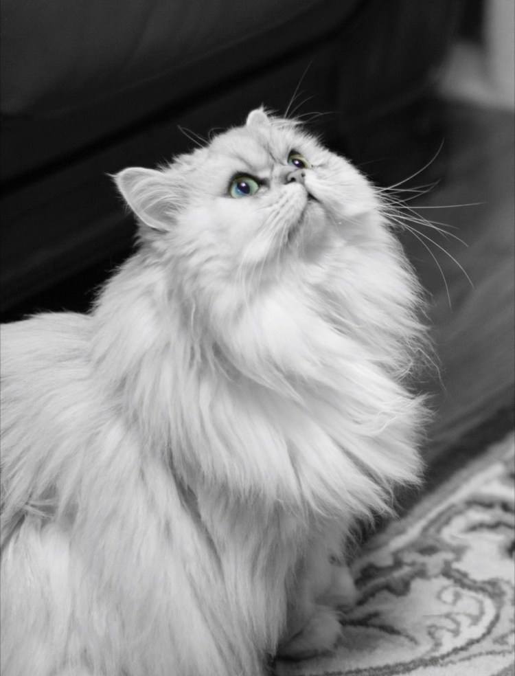 Персидская шиншилла кошка