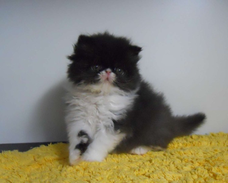 Персидский котенок черно белый