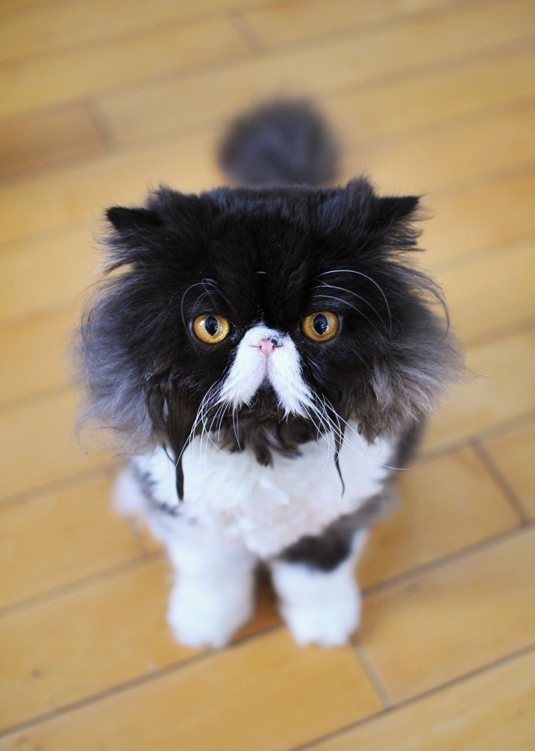 Персидский кот черный