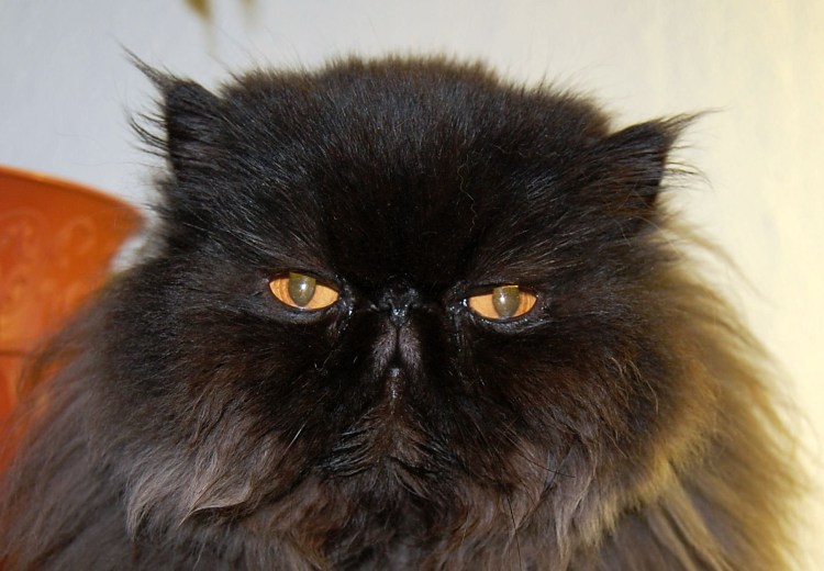 Персидская длинношерстная черная кошка