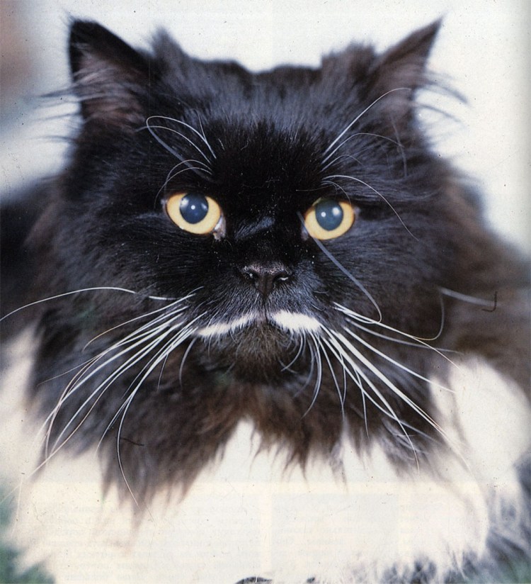 Черный перс и Сибирская кошка