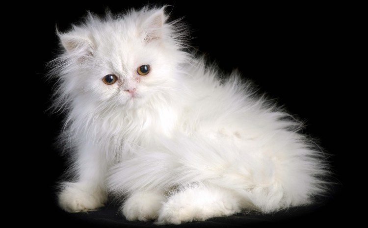 Персидский белый длинношерстный кот