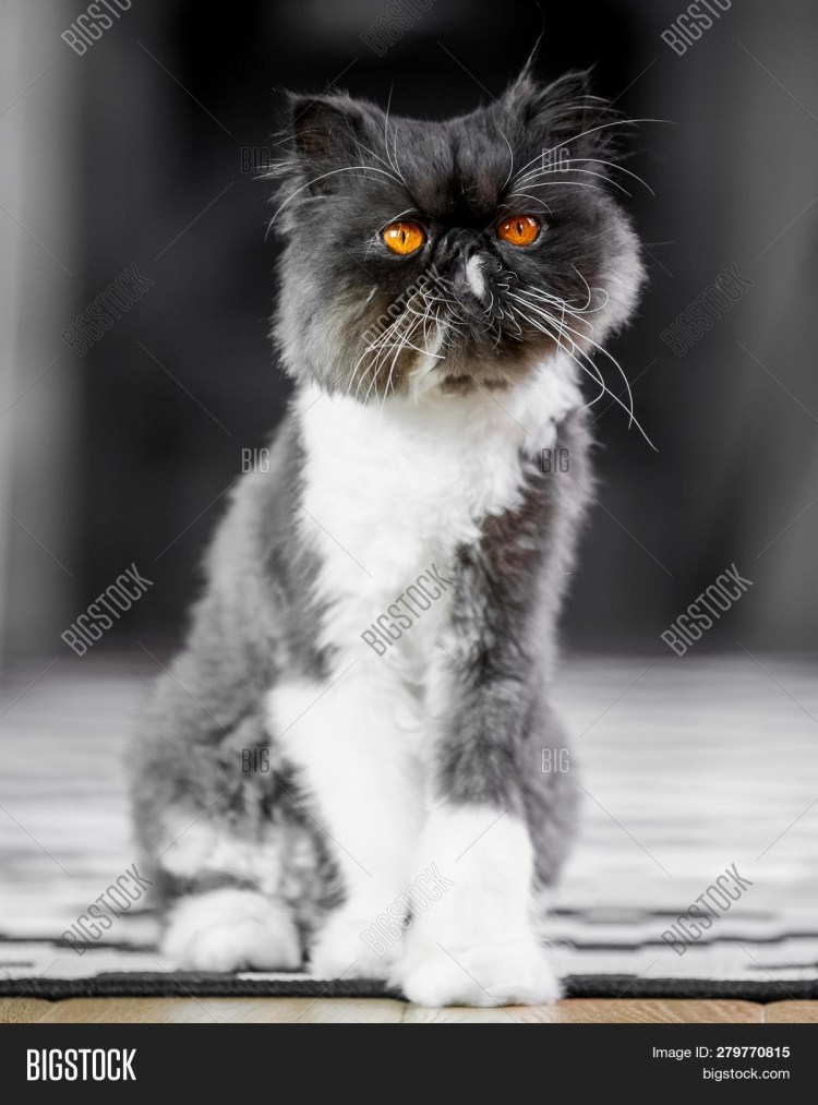 Персидская кошка черно белая