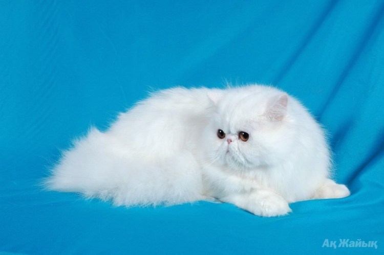 Персидская шиншилла экзот