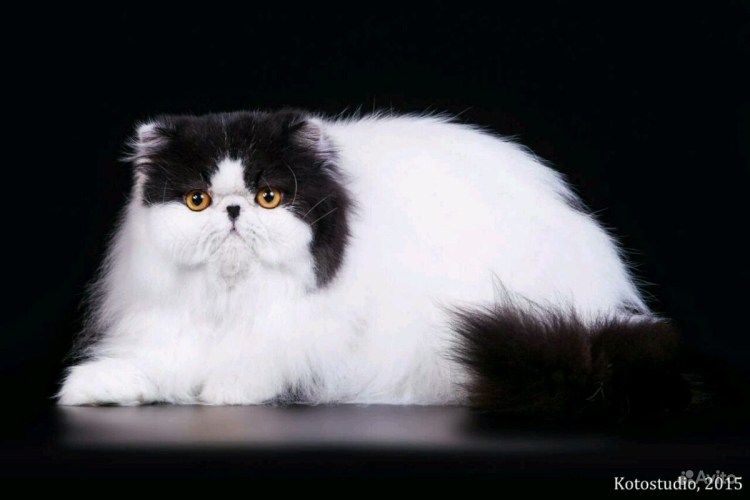 Перс норковая