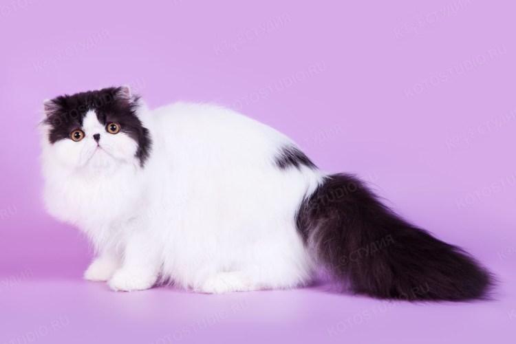 Персидский кот черный белый