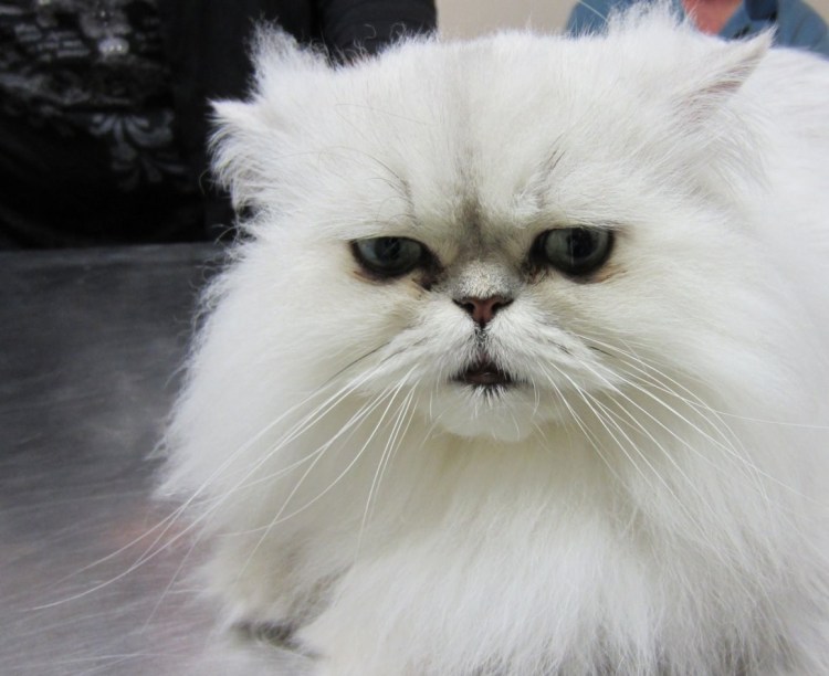 Персидский кот фото