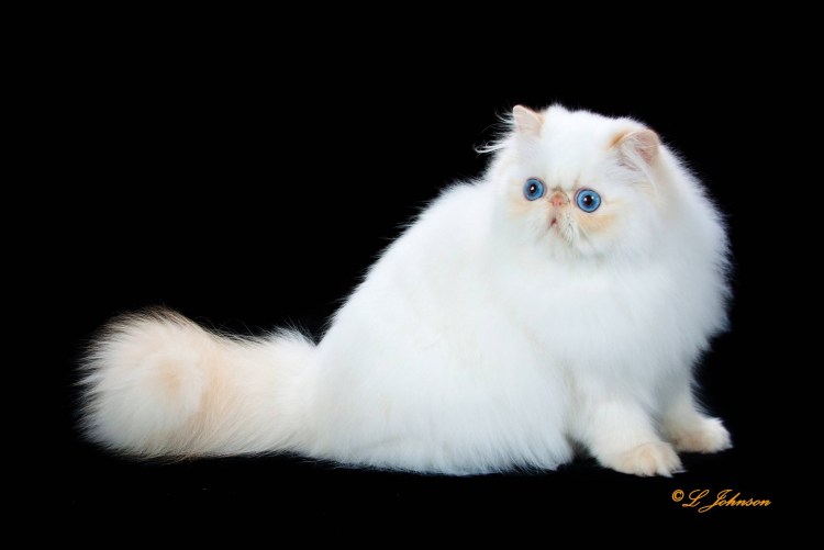 Котёнок персидский шиншилловая гималайская