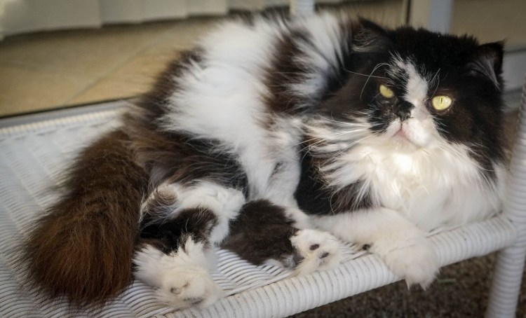 Персидский кот черно белый