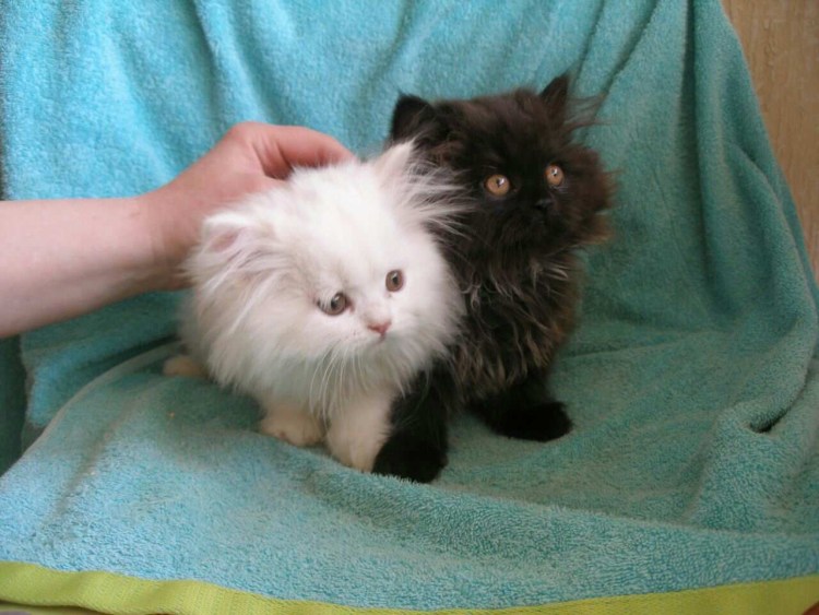 Персидский котенок классика