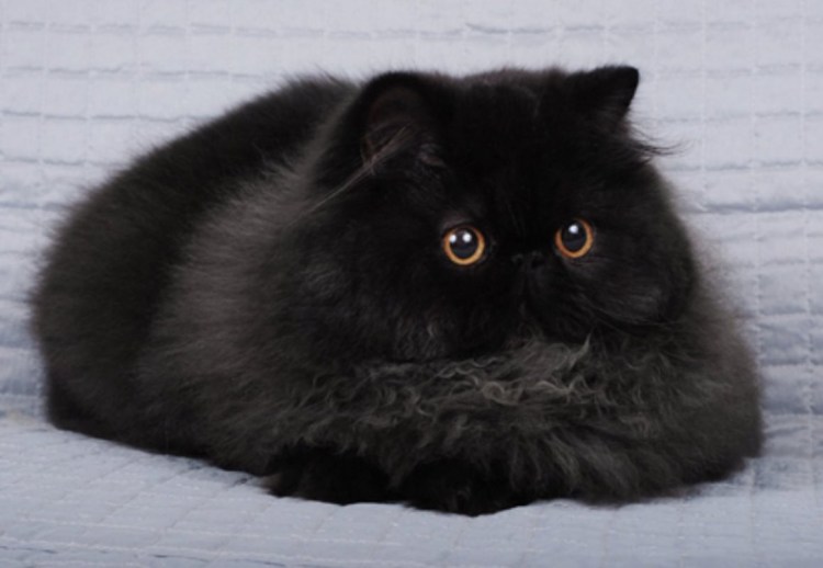 Экзот черный длинношерстный