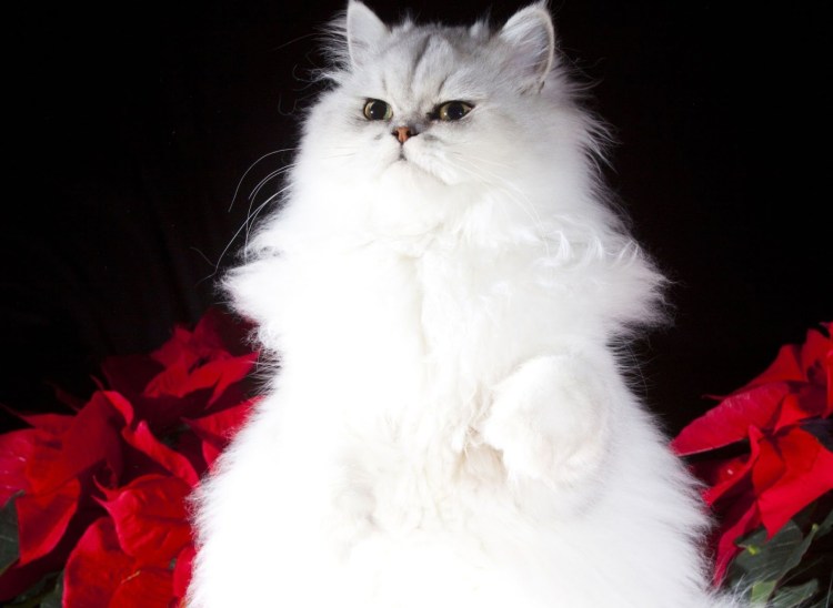 Белый персидский кот