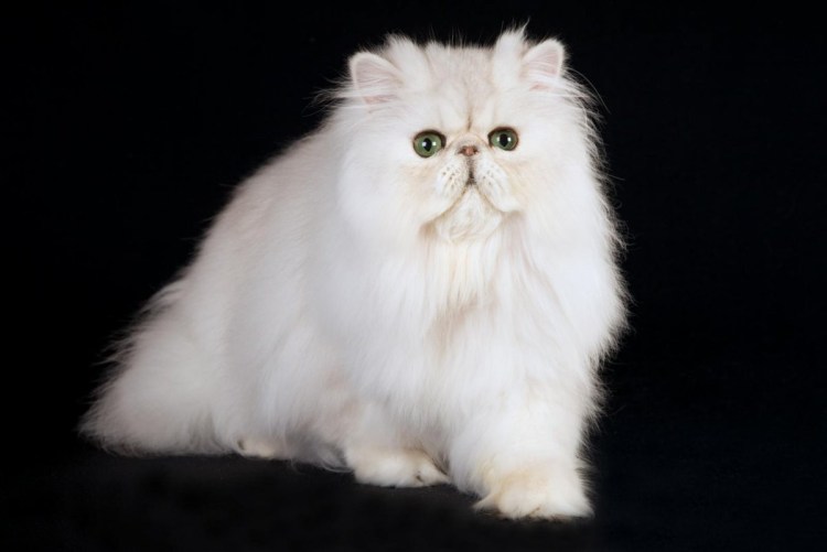 Персидская длинношерстная шиншилла