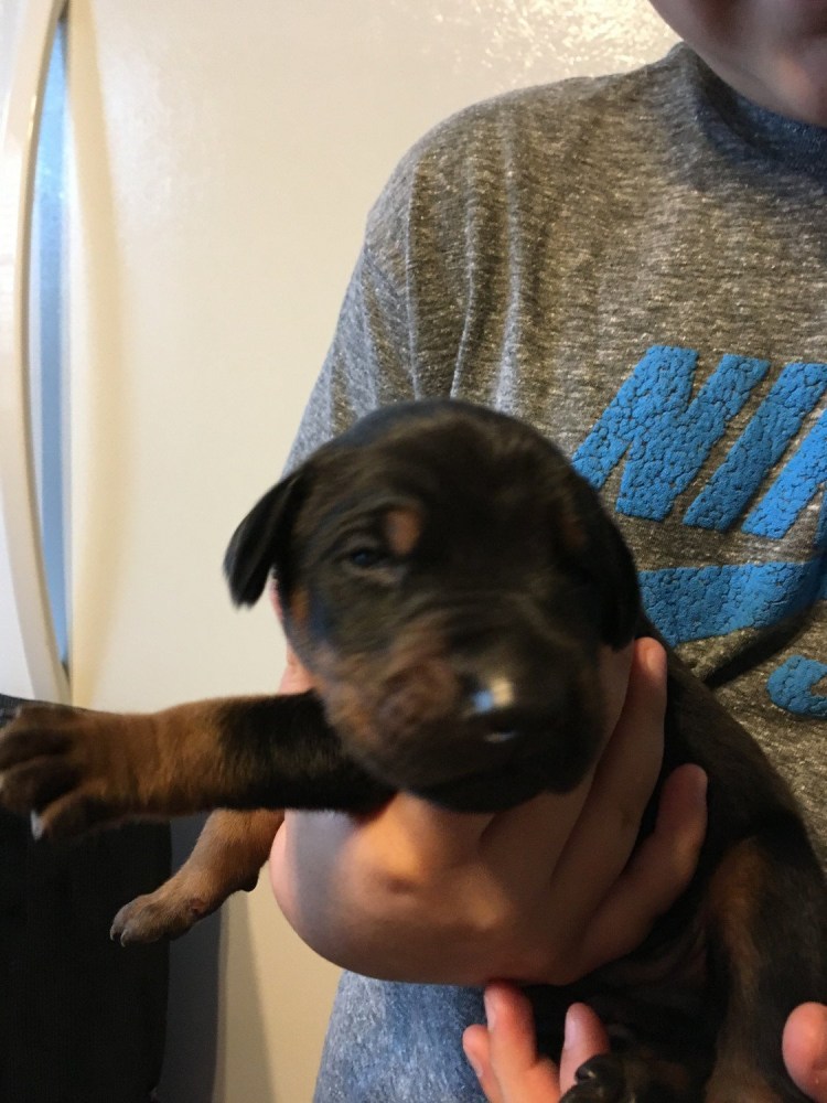 Щенки таксы Новорожденные