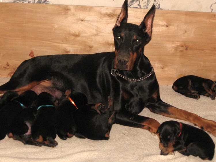 Новорожденный Доберман