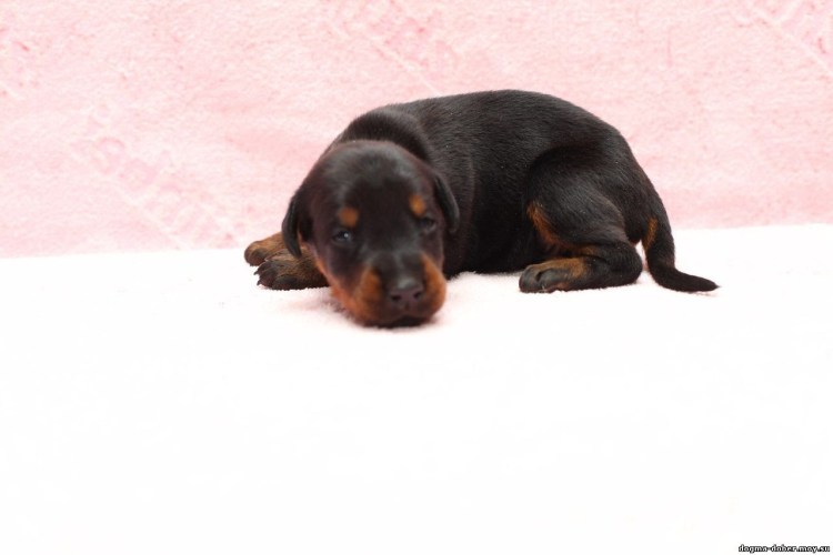 Щенки добермана фото Новорожденные