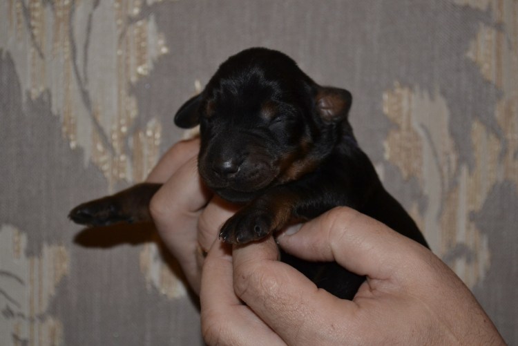 Доберман щенок новорожденный
