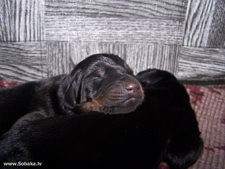 Двухмесячный Доберман