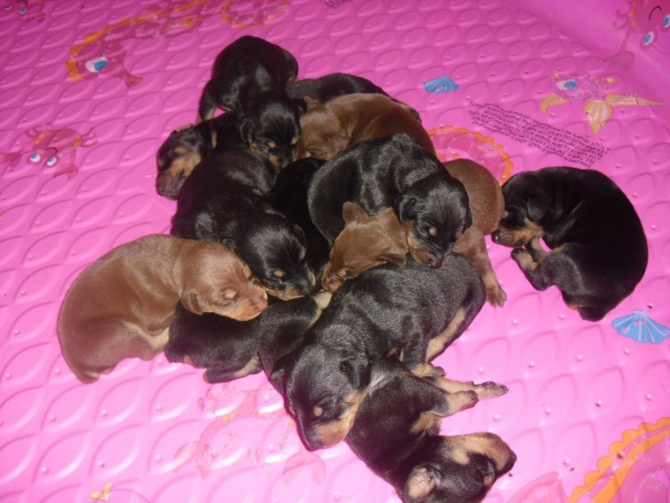 Новорождённые щенки добермана