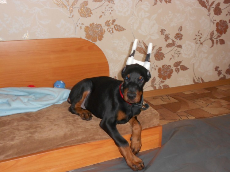 Новорождённые щенки добермана