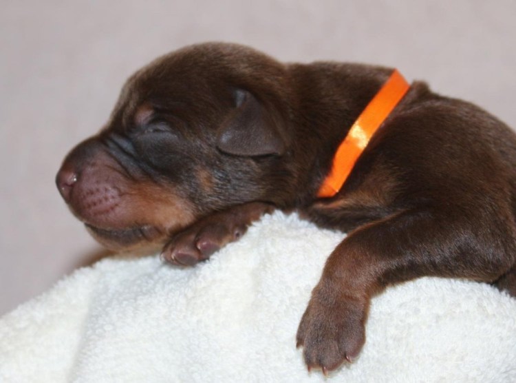Новорождённые щенки добермана