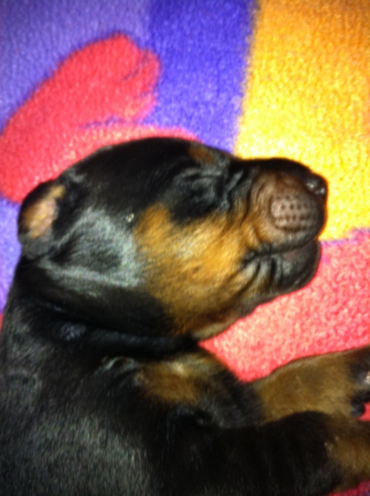 Новорожденные щенки добермана