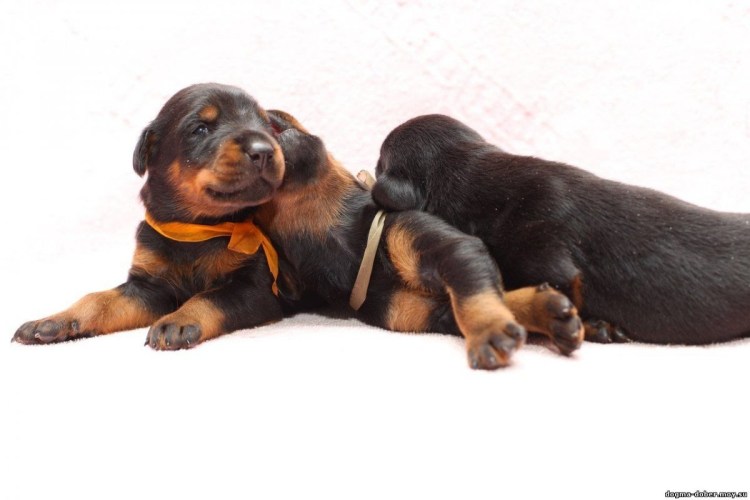 Новорождённые кутенки добермана