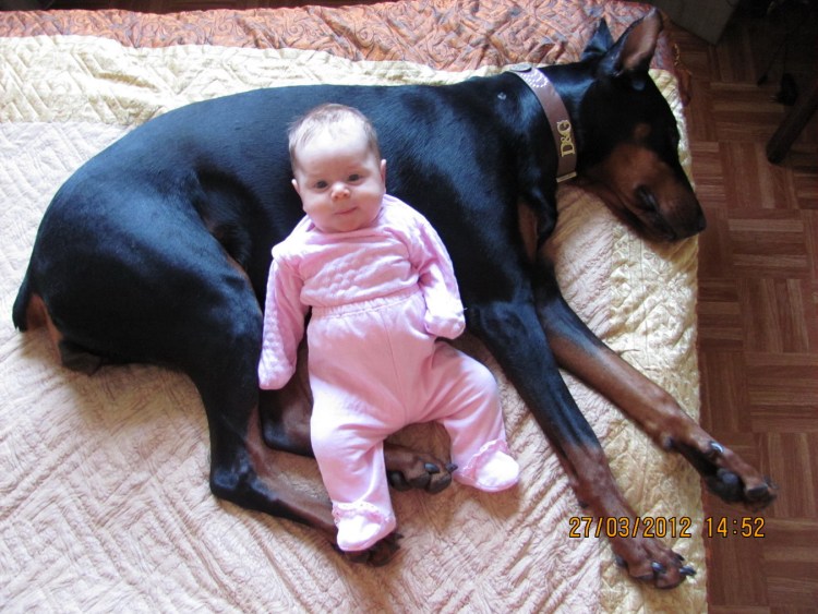 Доберман мать со щенками