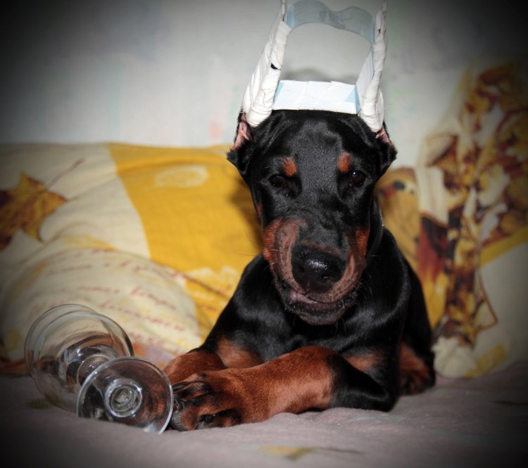 Беременная с доберманом