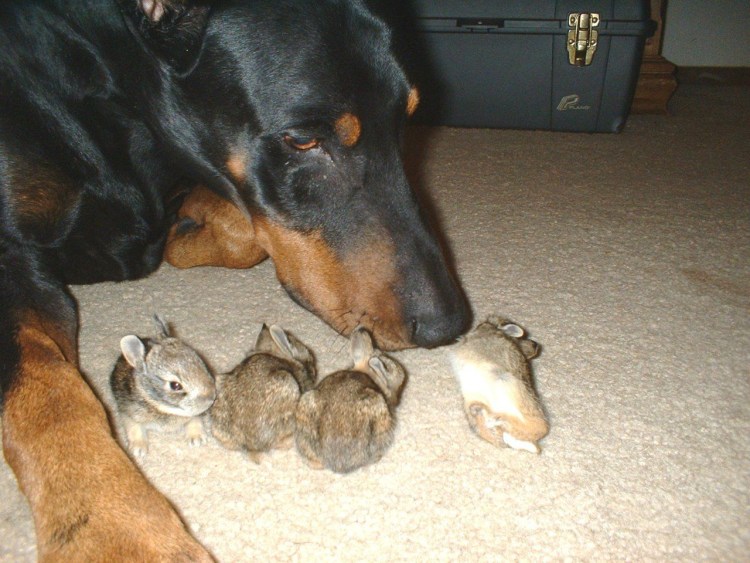 Беременность ротвейлера