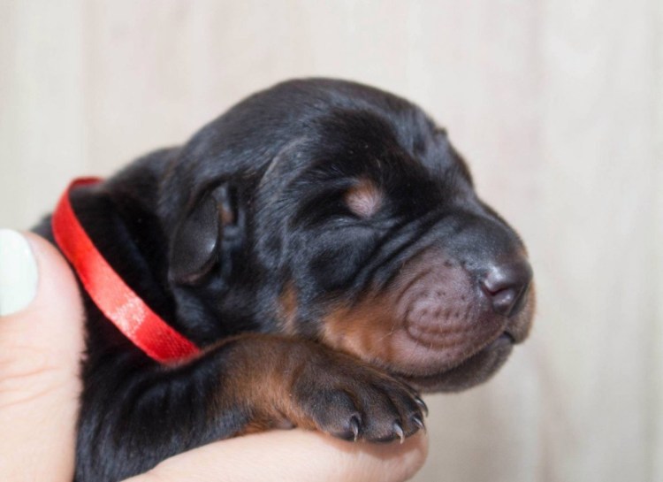 Доберман Абакан