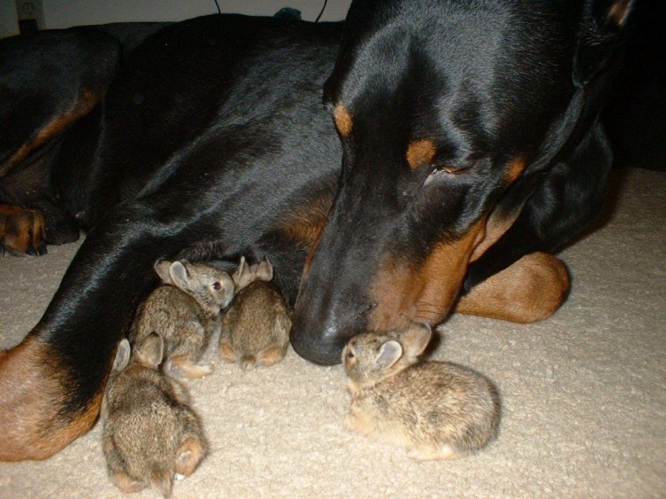 Доберман малыш