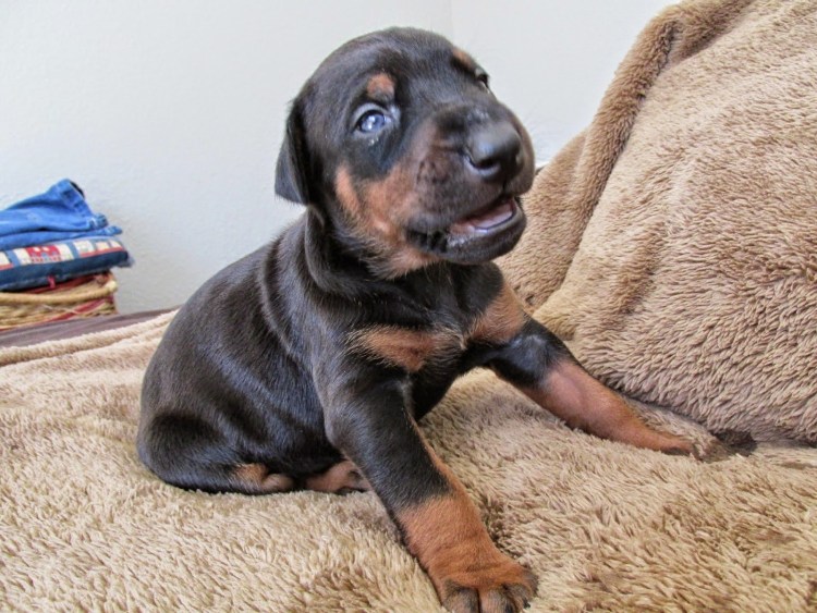 Доберман малыш